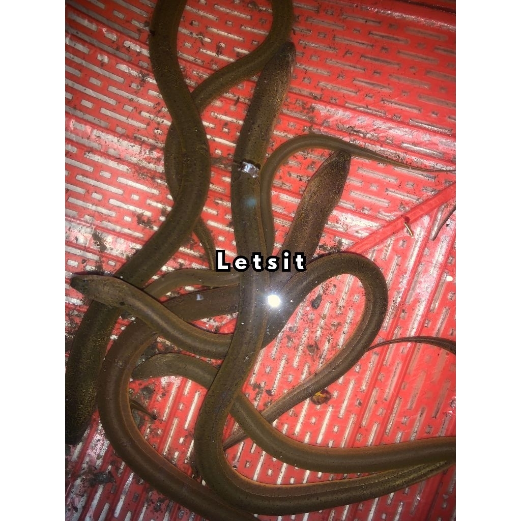 250 gram belut kecil sedang hidup belut sawah hidup
