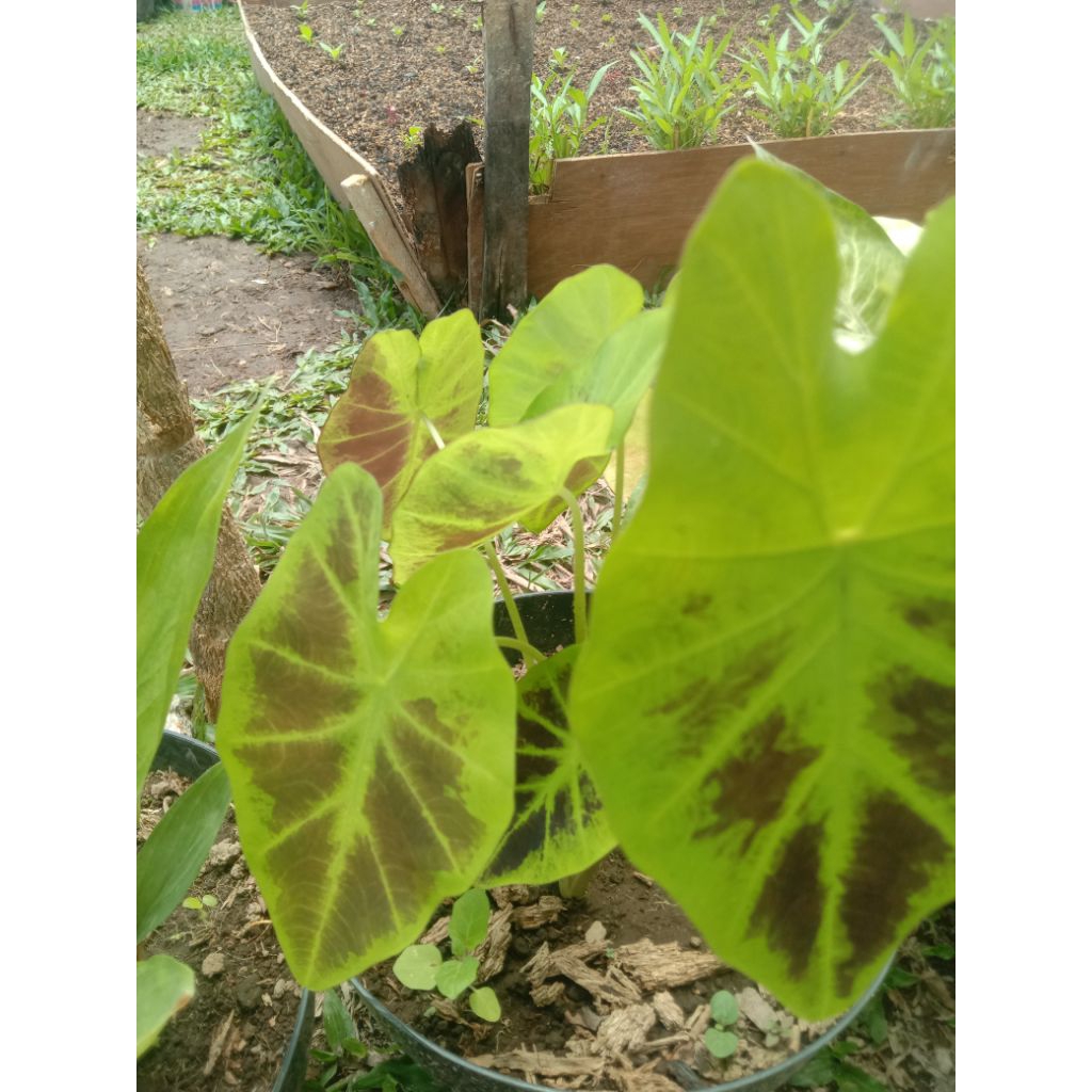 bibit bunga keladi hitam murah foto asli