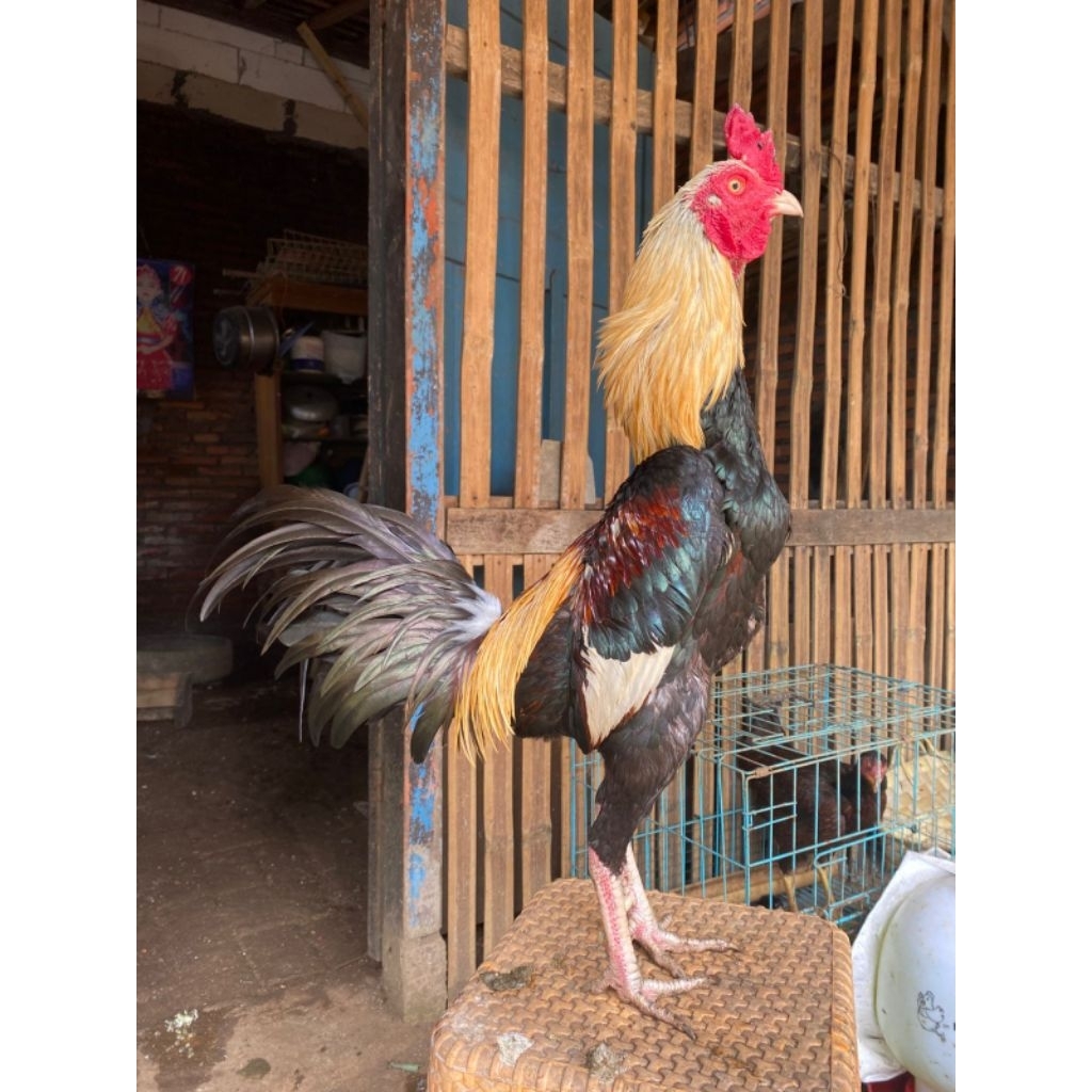 ayam pama ninja