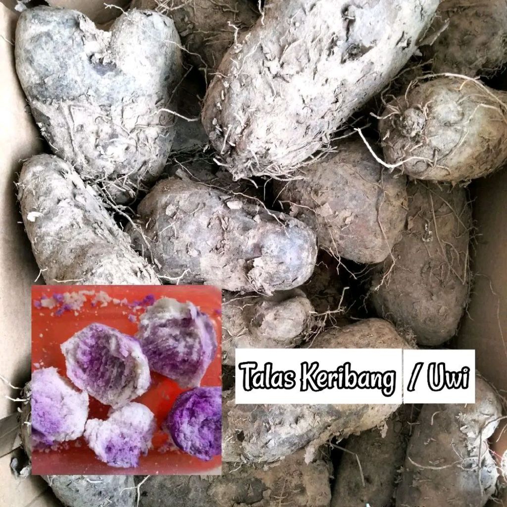 Uwi Ungu / Talas Keribang / Taisu / Tuace / Purple Yam / Ubi Ungu / Umbi Ungu / Diascorea