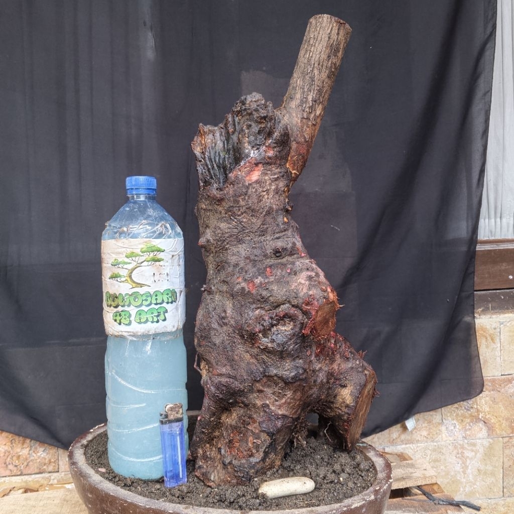 Bahan Bonsai Bidara Arab Jumbo Formal Bogel Karakter Tua Medium Size Real Pict