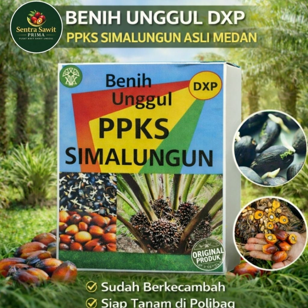 Bibit Sawit PPKS Simalungun DXP Asli – Bersertifikat – Siap Tanam