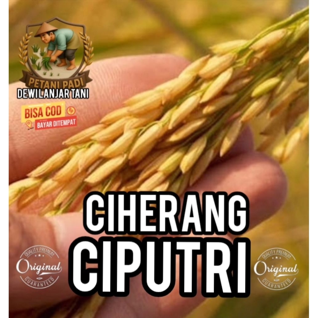 BENIH PADI CIHERANG CIPUTRI KEMASAN 5KG