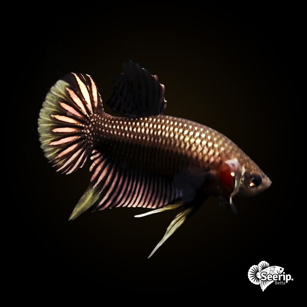 Plakat Wild imbellis Gold | Seerip Betta