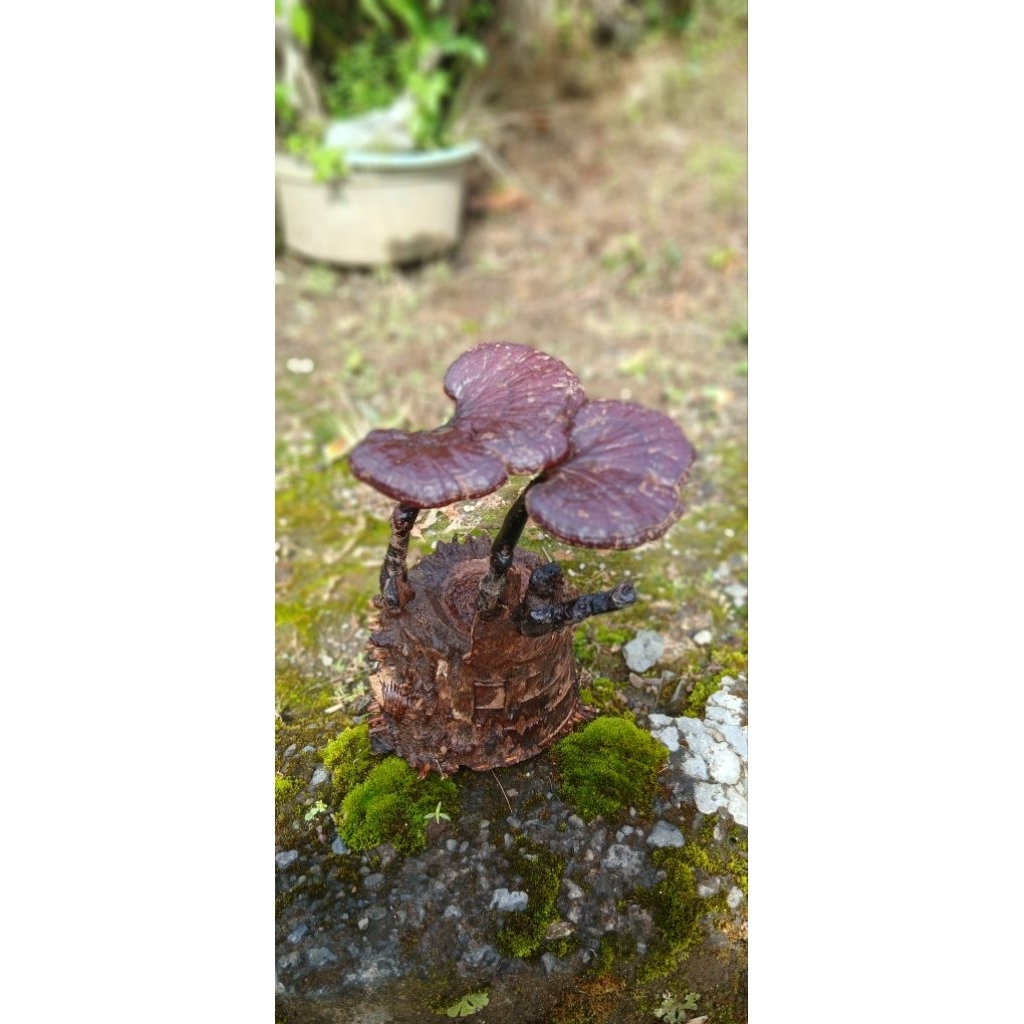 jamur bambu/ong tiing/jamur abadi