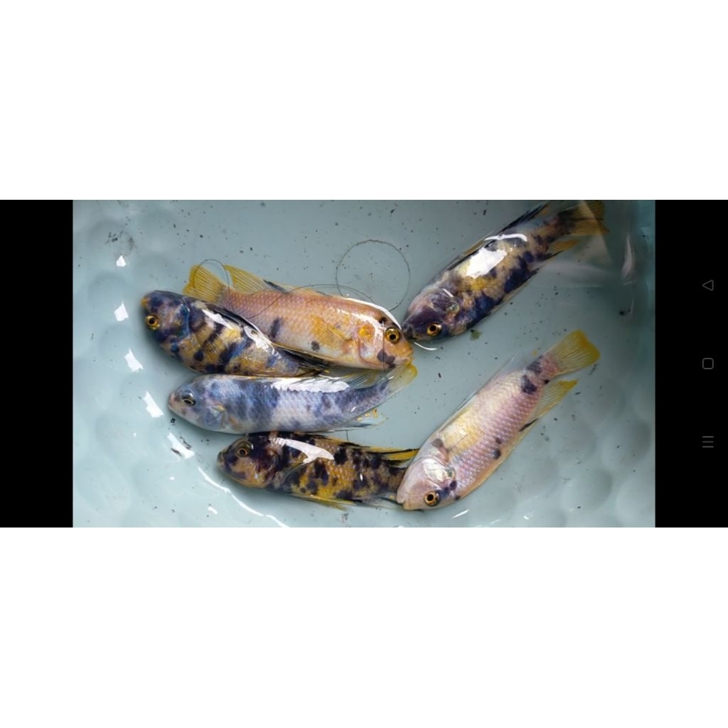 ob mbuna/ specialist mbuna / Afrika ciklkid