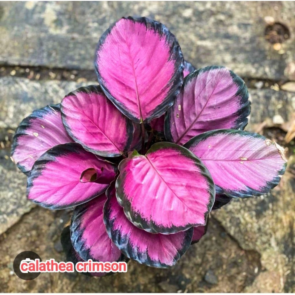 calathea crimson rimbun murah