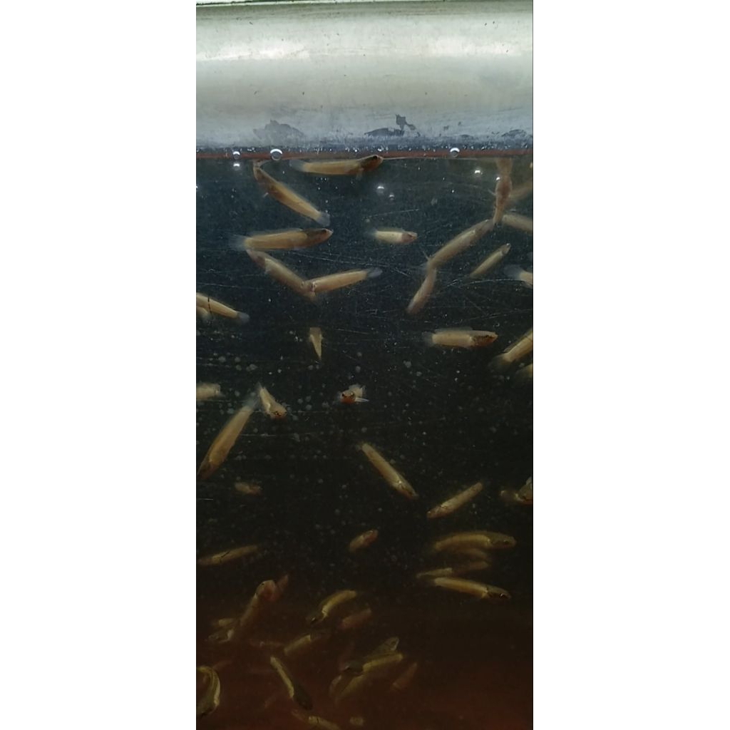 stiker limbata golden strip hanya sejawa