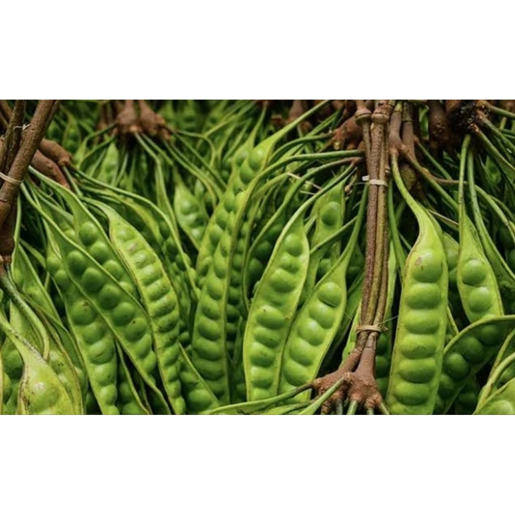 Pete Segar Super 1 Papan Lonjor - Segar, Tua, dan Praktis untuk Camilan