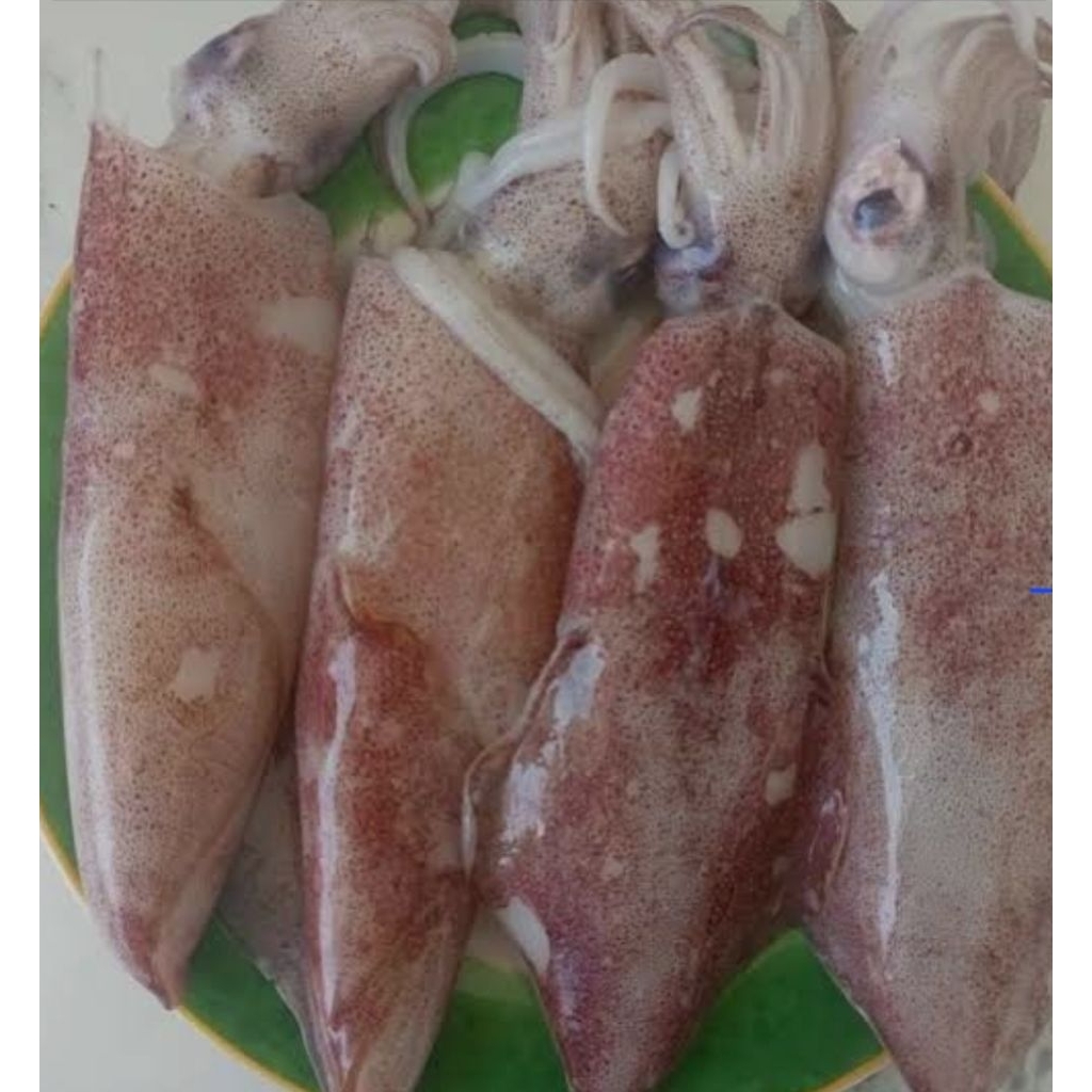 cumi-cumi segar 1kg