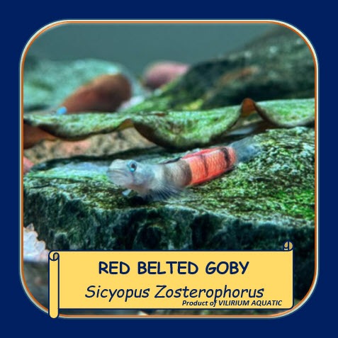 IKAN HIAS AIR TAWAR - GOBY RED MARBLE / RED BELTED GOBY (ALGAEATER / IKAN PEMAKAN ALGA)