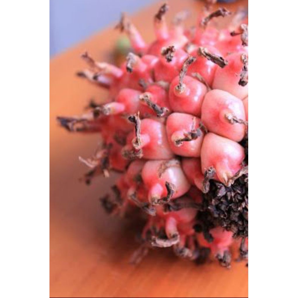 Honje 500g/Buah Honje segar