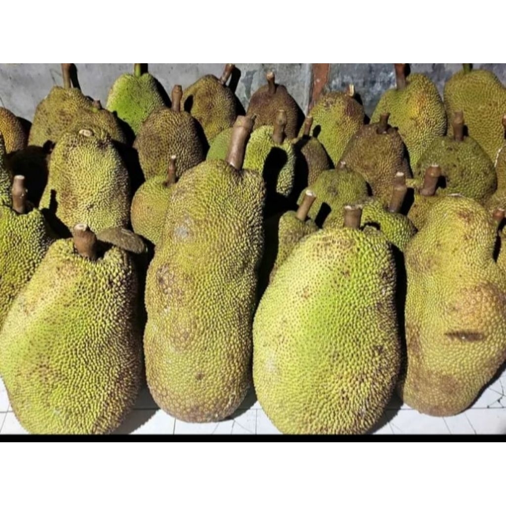 BUAH NANGKA SUPER BESAR 1 UTUH ASLI INDRAMAYU