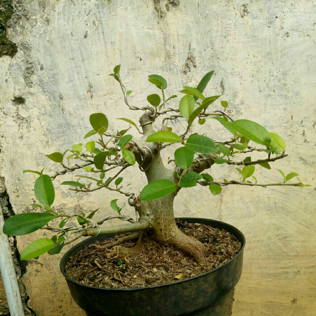 bahan bonsai amplas taiwan real pict