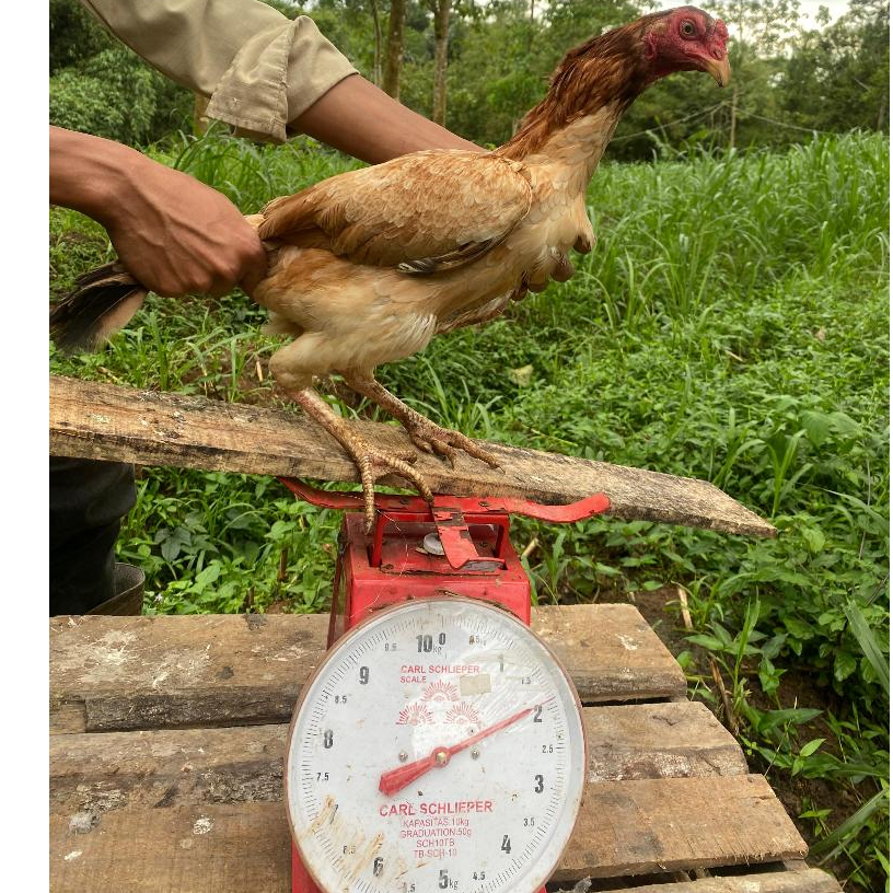 ayam kampung asli betina indukan
