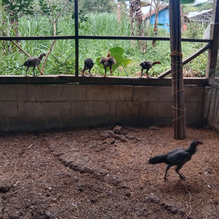 AYAM KAMPUNG ASLI HIDUP DAGING FRESH