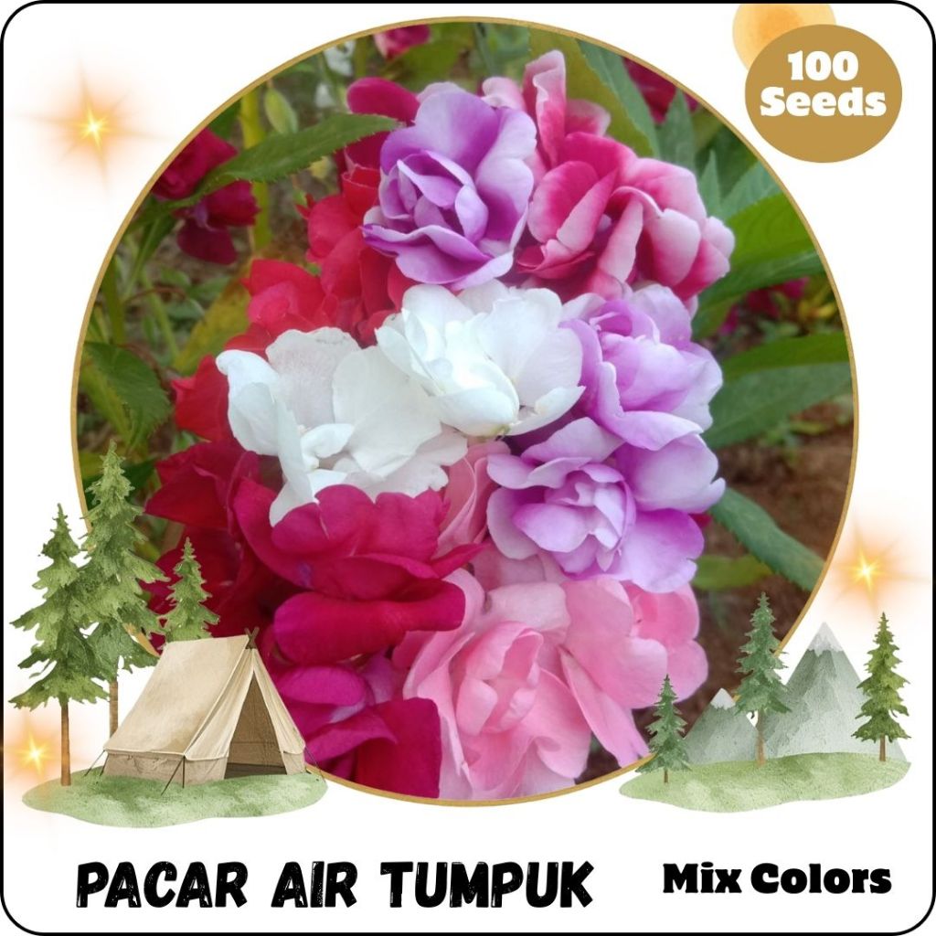 100 Benih Bunga Pacar Air Tumpuk Impatiens Balsamina Mix