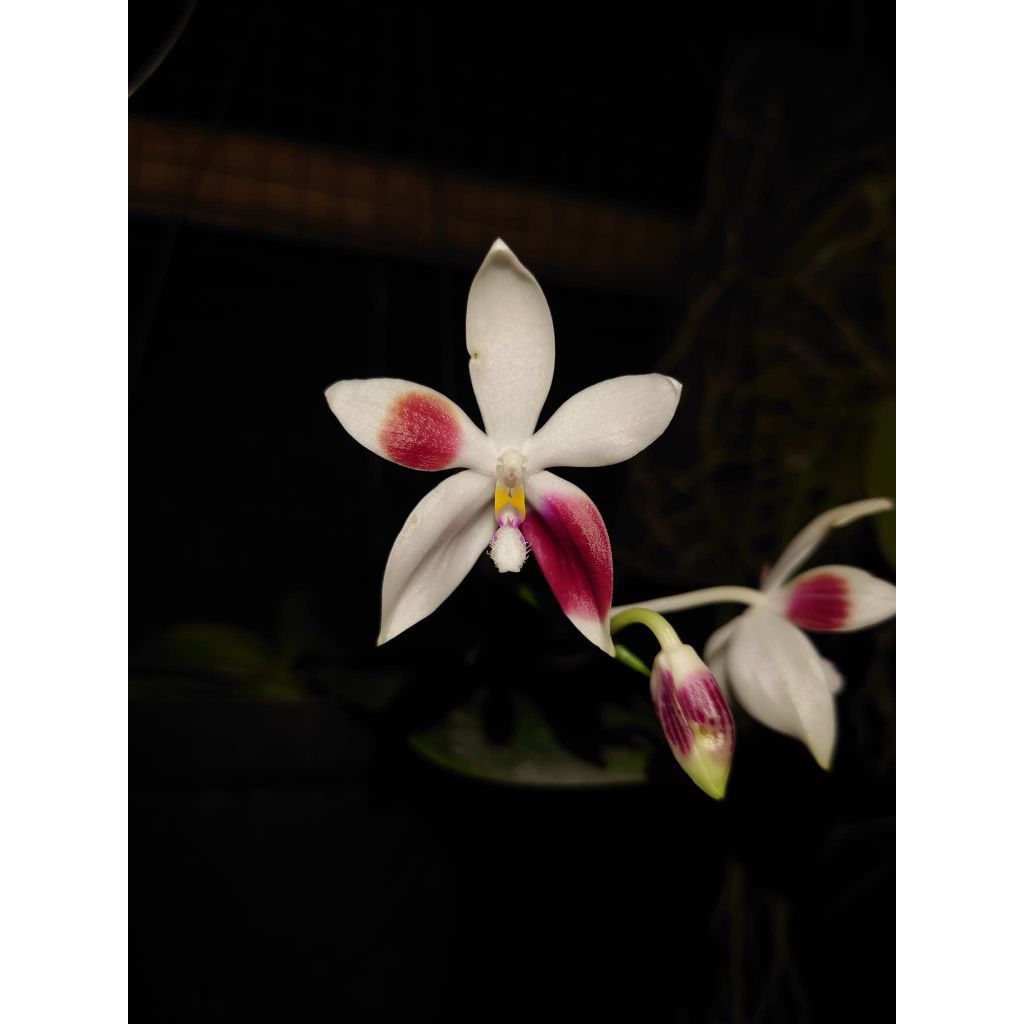 Phalaenopsis Speciosa C1 (knop)