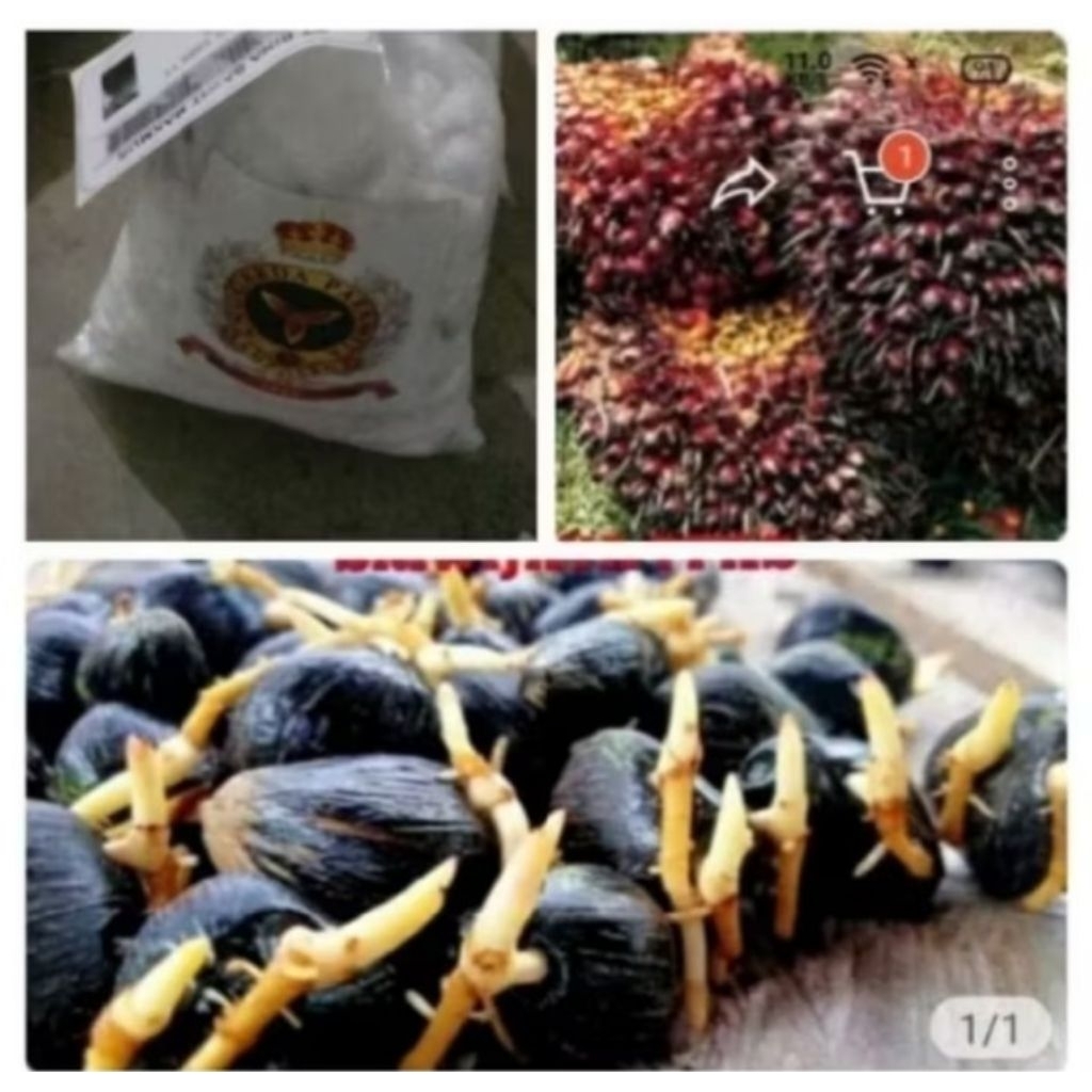 SAWIT SRIWIJAYA/SJ5 ORIGINAL BERSERTIFIKAt