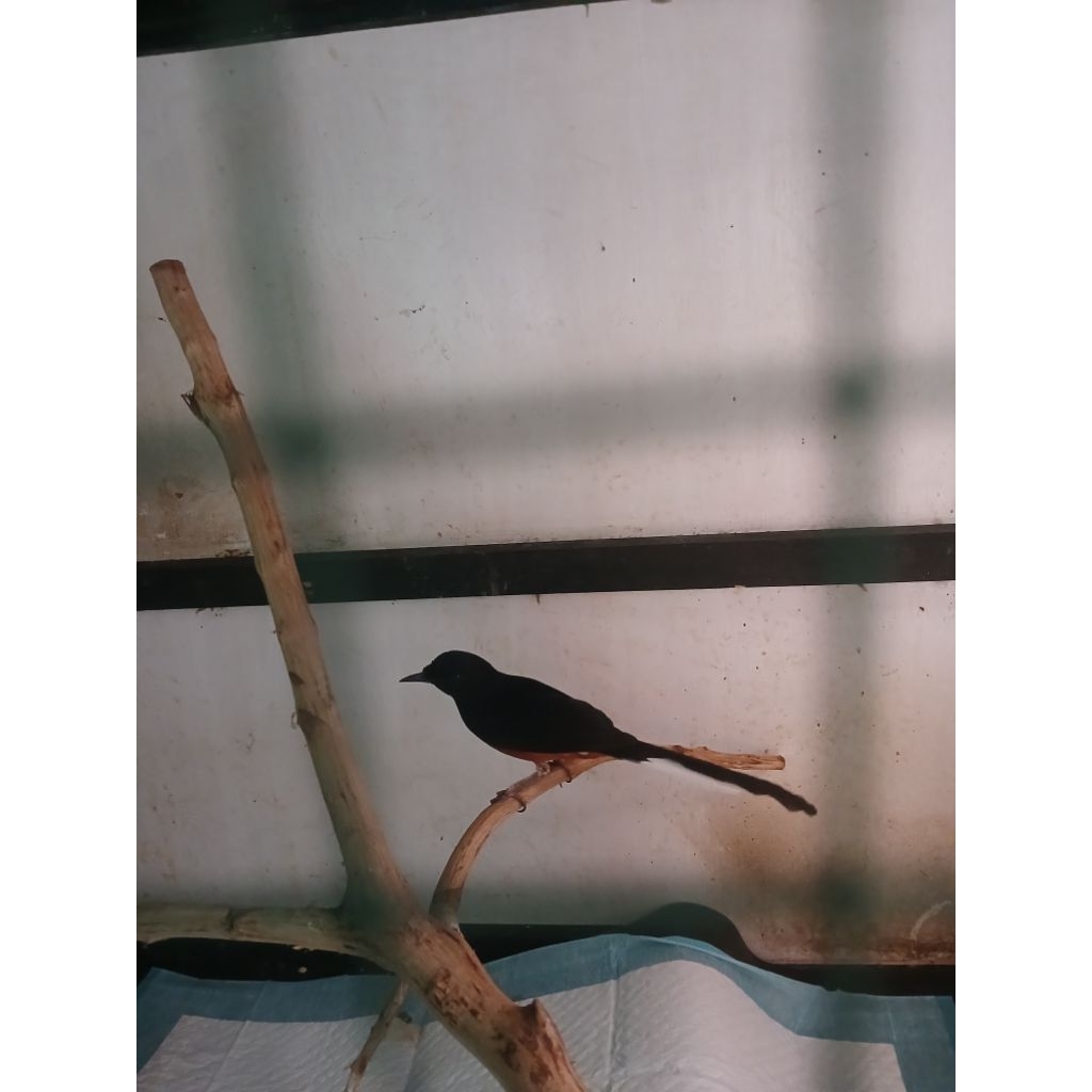 murai batu rajin bunyi