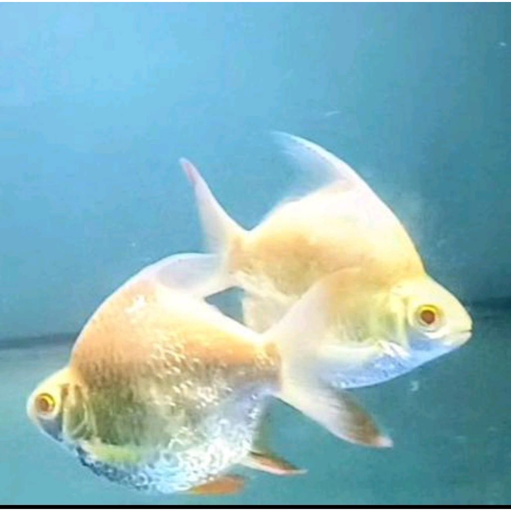 Kaviat albino sb king