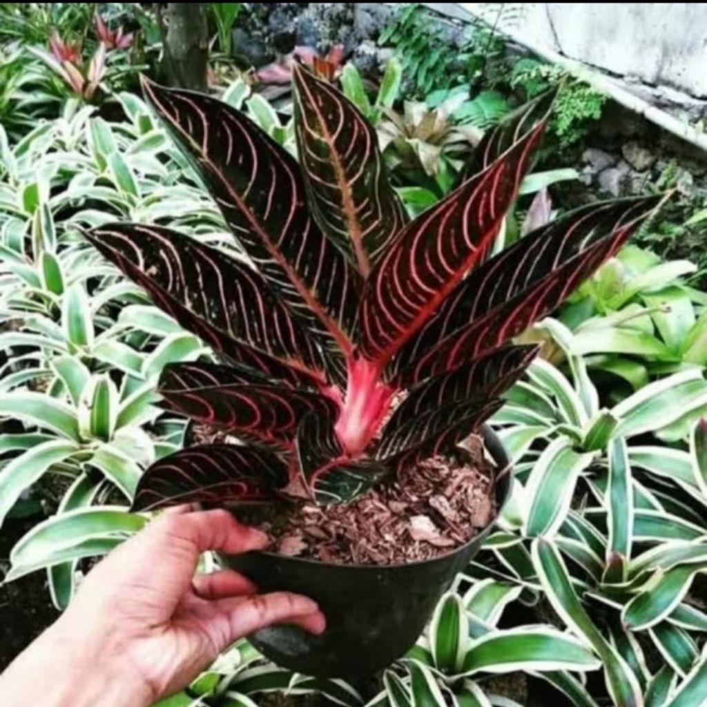 (GRATIS ONGKIR) Aglonema Pride Of Sumatra Remaja 6-8 daun Tanaman Hias Bunga Aglaonema Murah Merah B