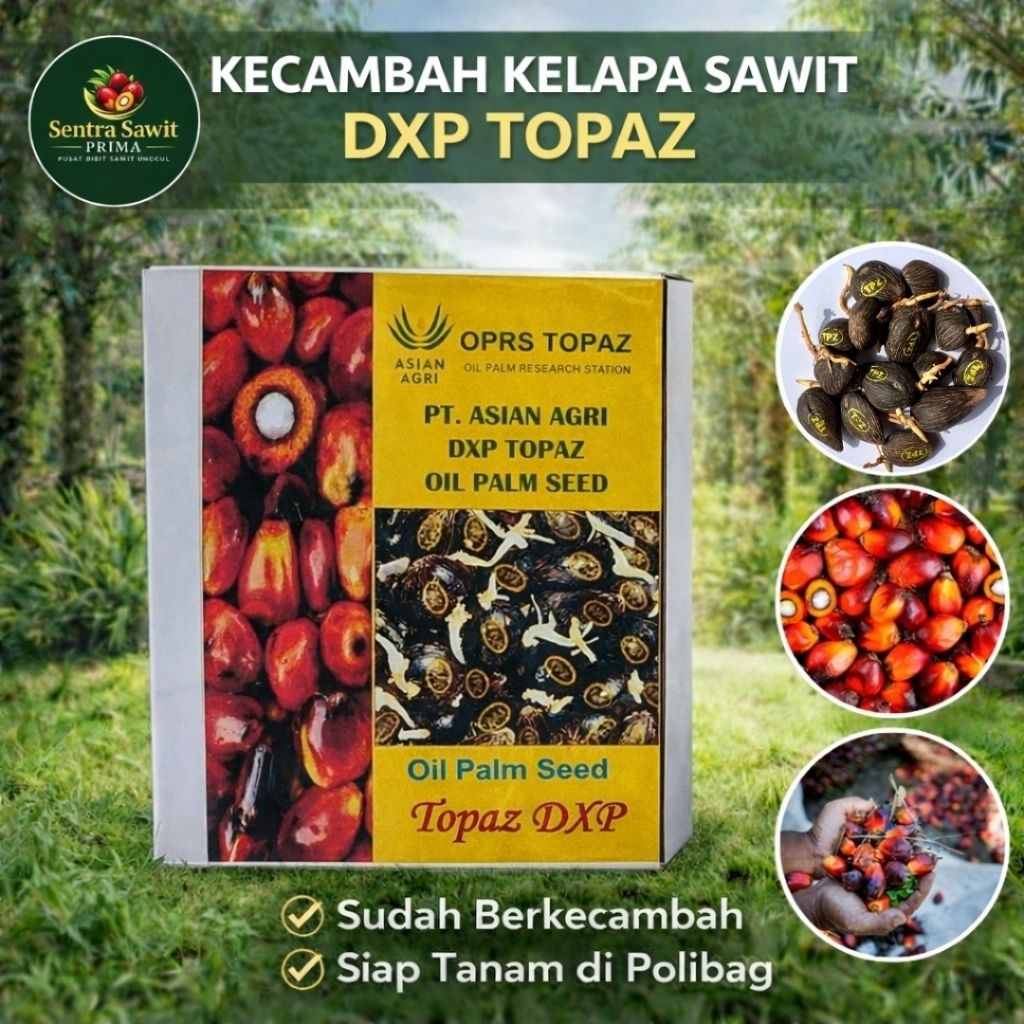 Bibit Kecambah Sawit Topaz Kualitas Super Unggul - Topaz Kualitas Terbaik