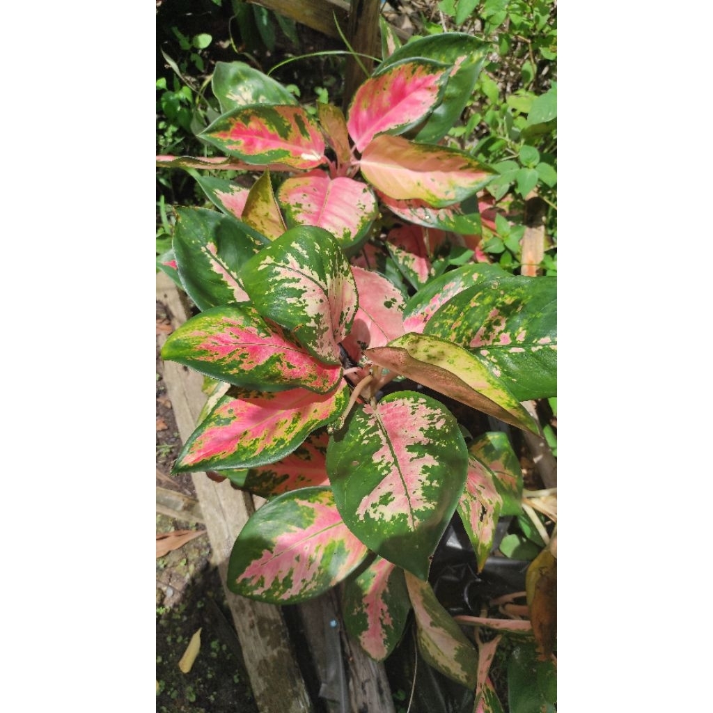 aglonema red kochin rimbun berakar