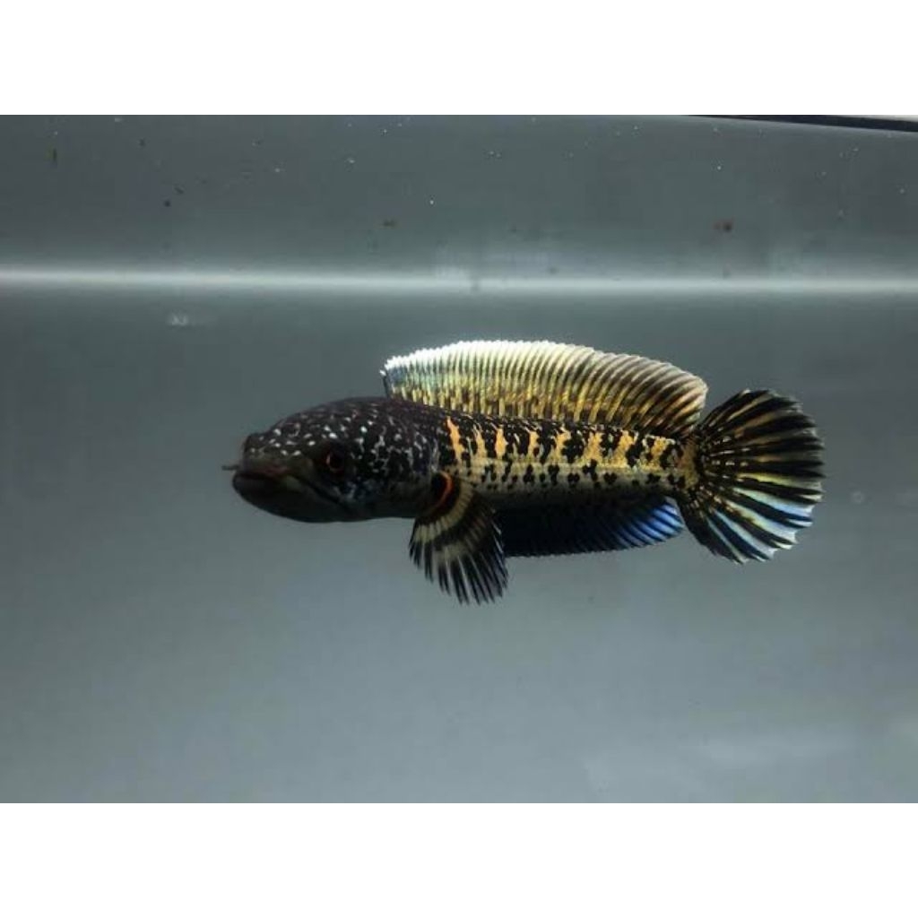 pakan Auranti cb cina 4-5cm