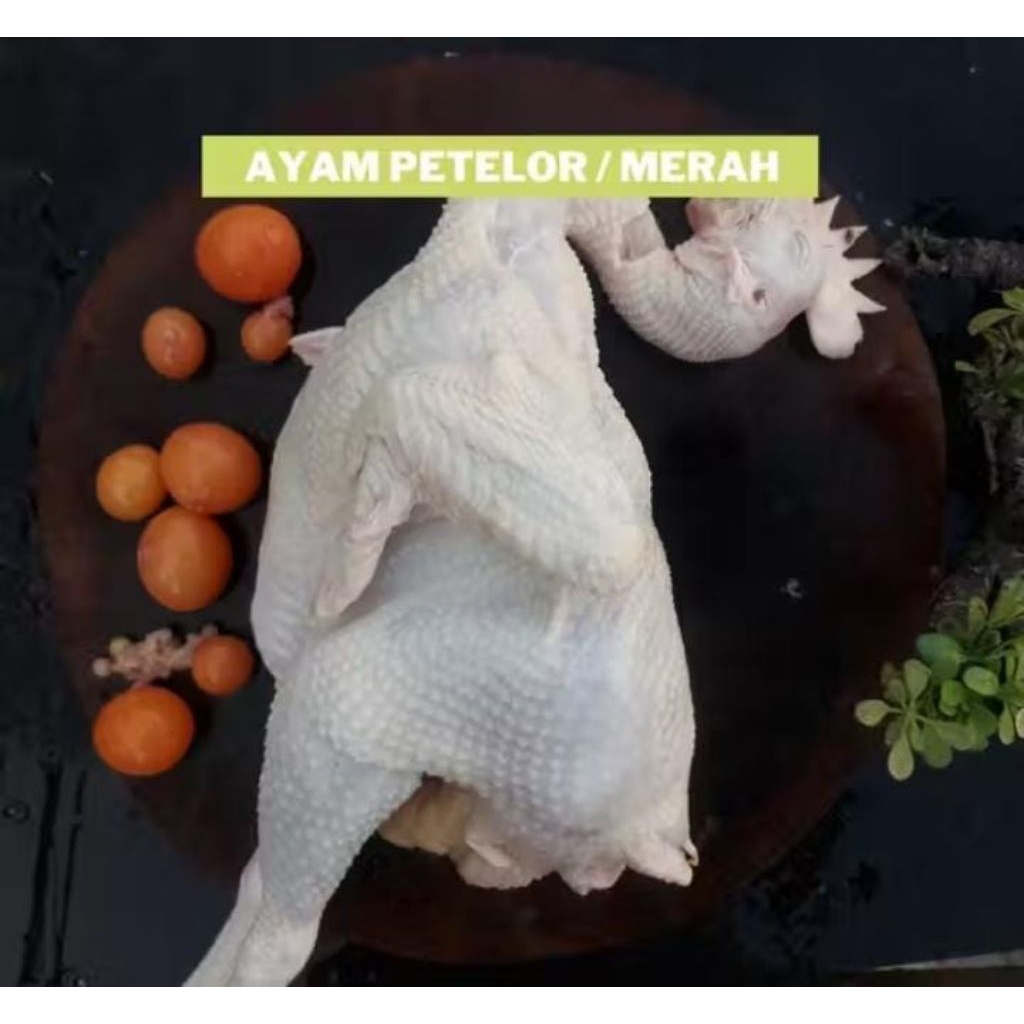 ayam merah / ayam opor 2kg + ati ampela dan telor muda