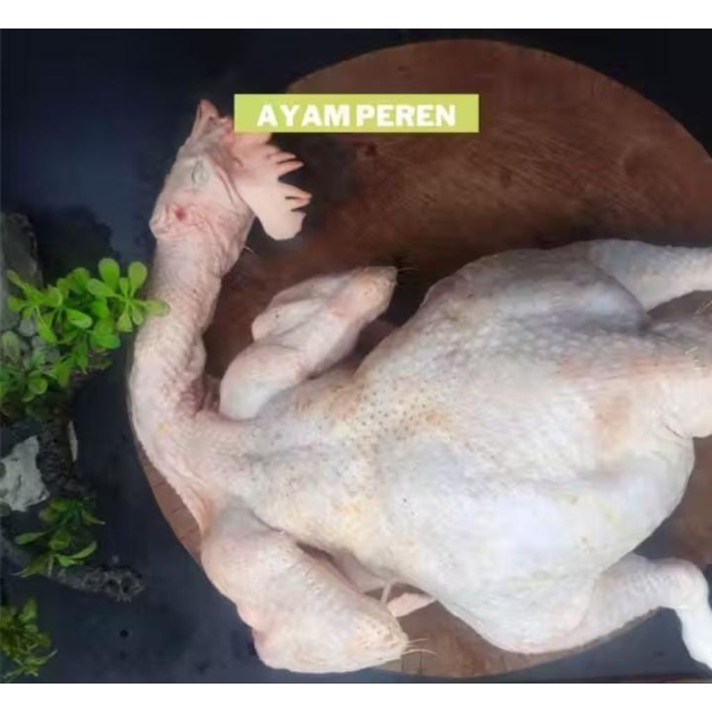 ayam peren / ayam tua 4-5kg + ati ampela dan telor muda