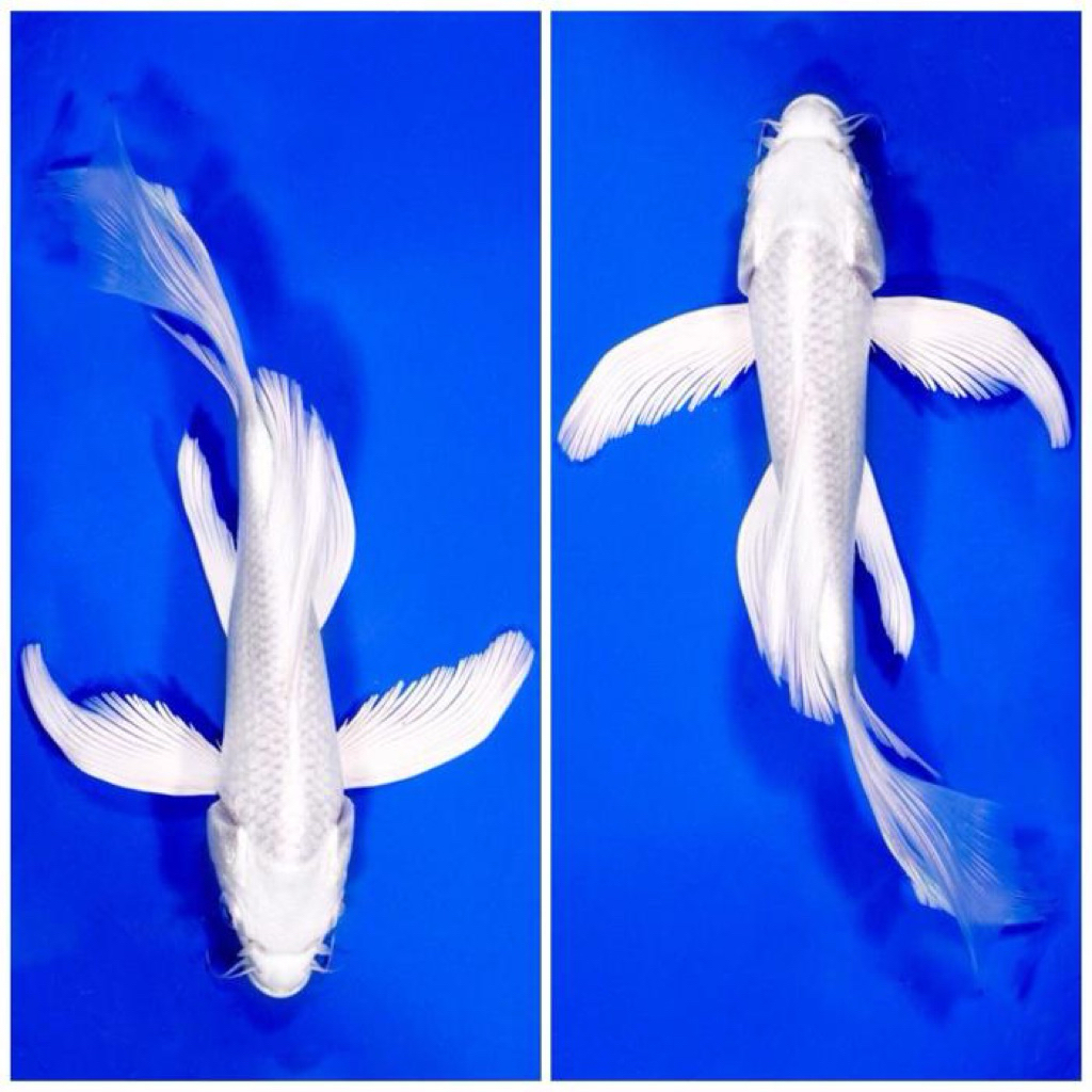 ikan hias Koi Platinum Slayer / Kumpay 20 cm