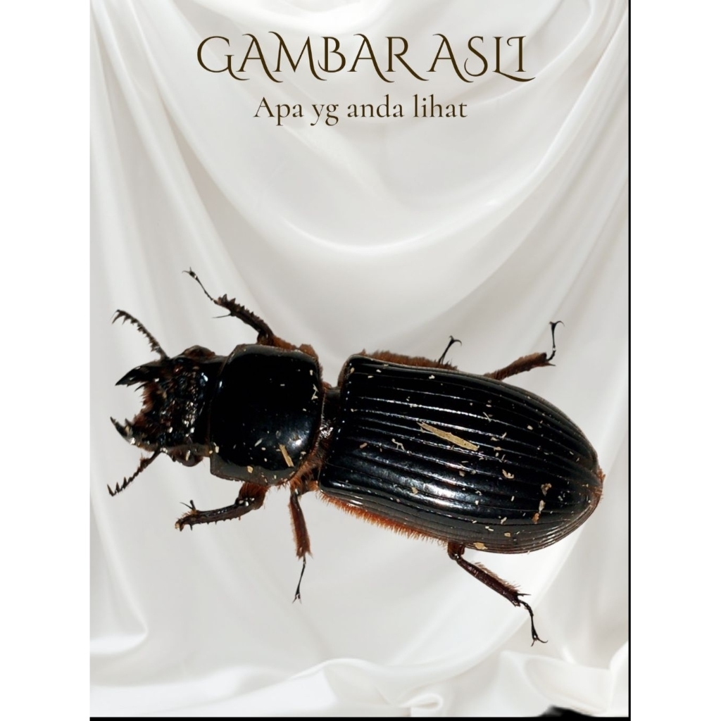 KUMBANG KULIT BAGUS (KUMBANG HIDUP)