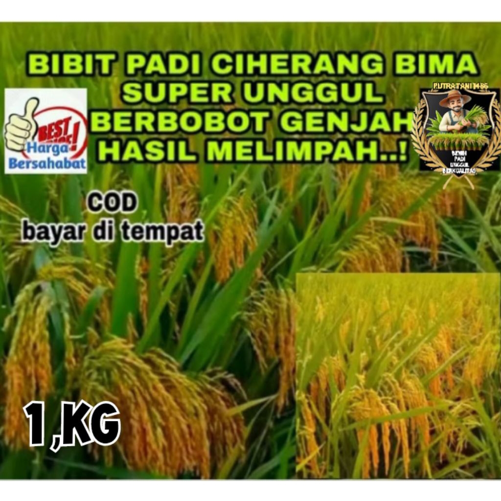 PADI BIMA SAKTI ORIGINAL (CIHERANG MALAI PANJANG ) 1kg