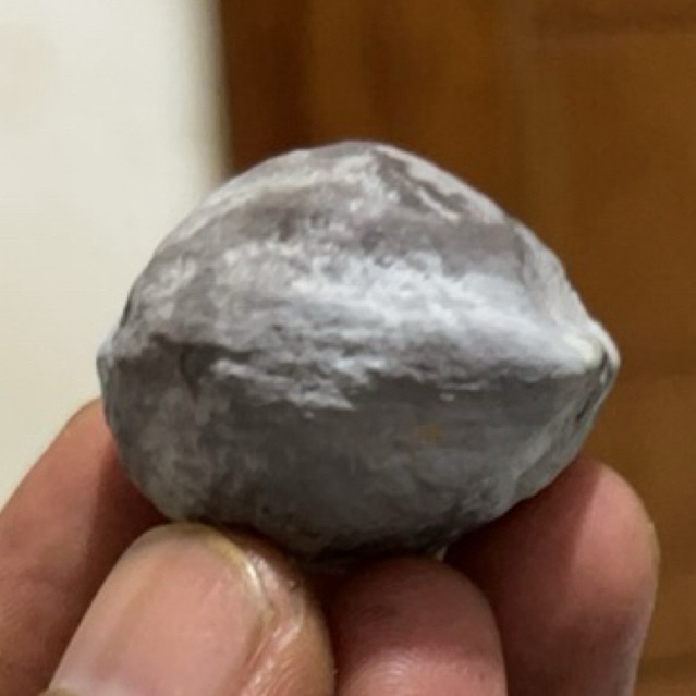 MUNCANG KEMIRI ADU JALIM AMD