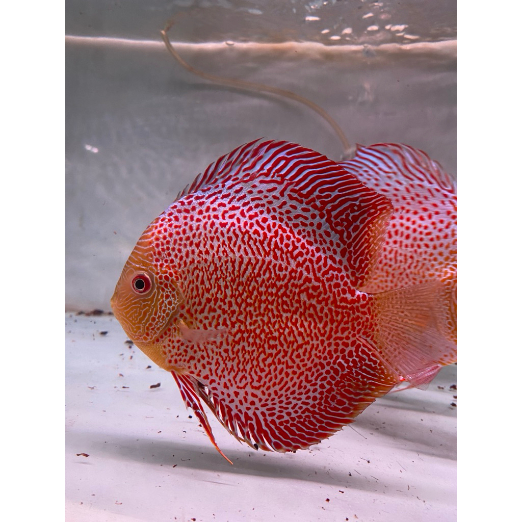 ikan discus LSS ukuran 2 in