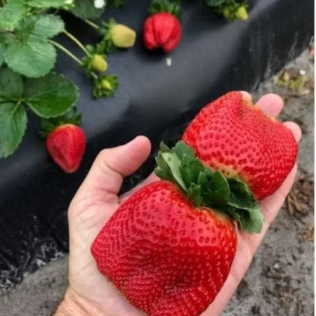 5 benih biji strawberry jumbo manis unggul berkualitas tinggi big straw