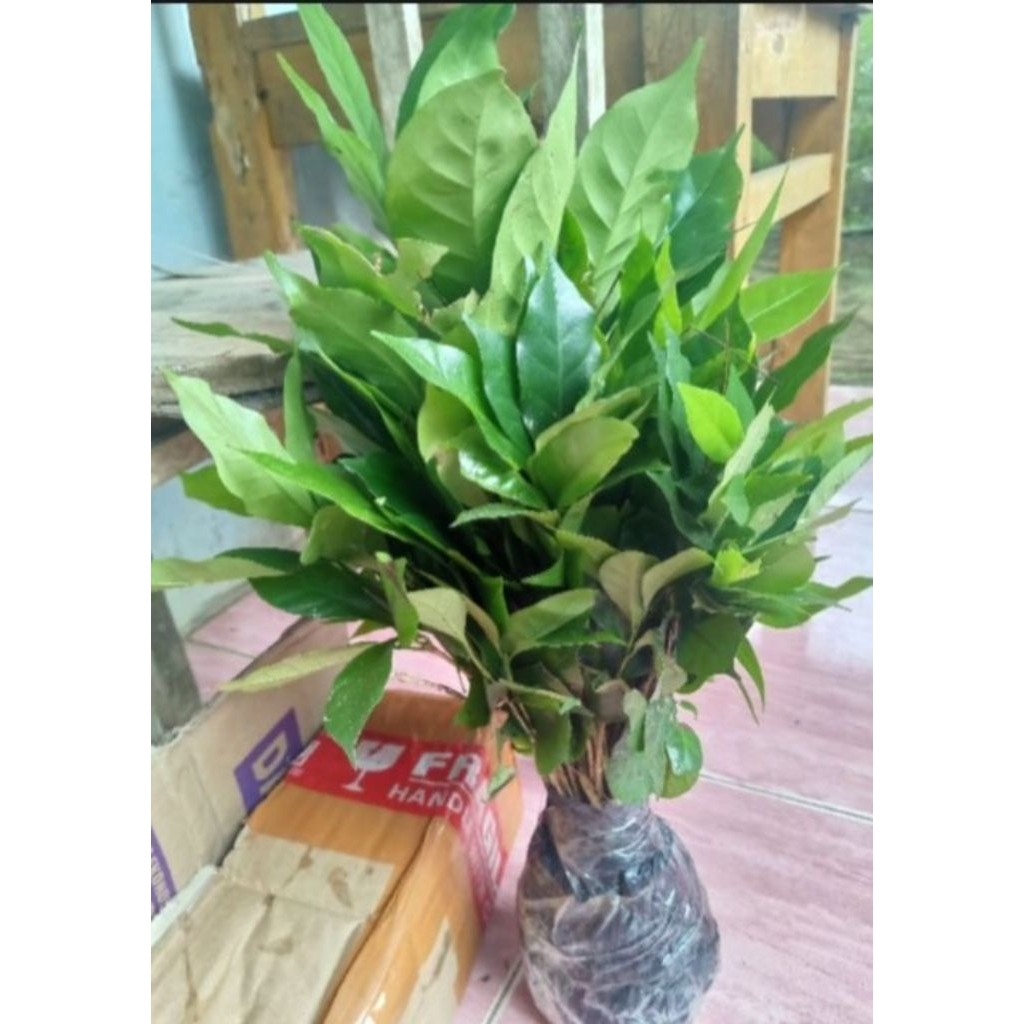 Bibit kopi Robusta 100.biji