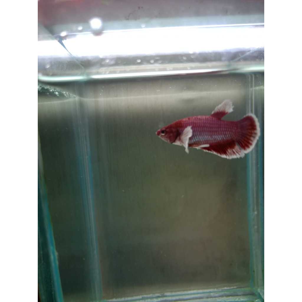 Cupang PKDE Lavender Size M