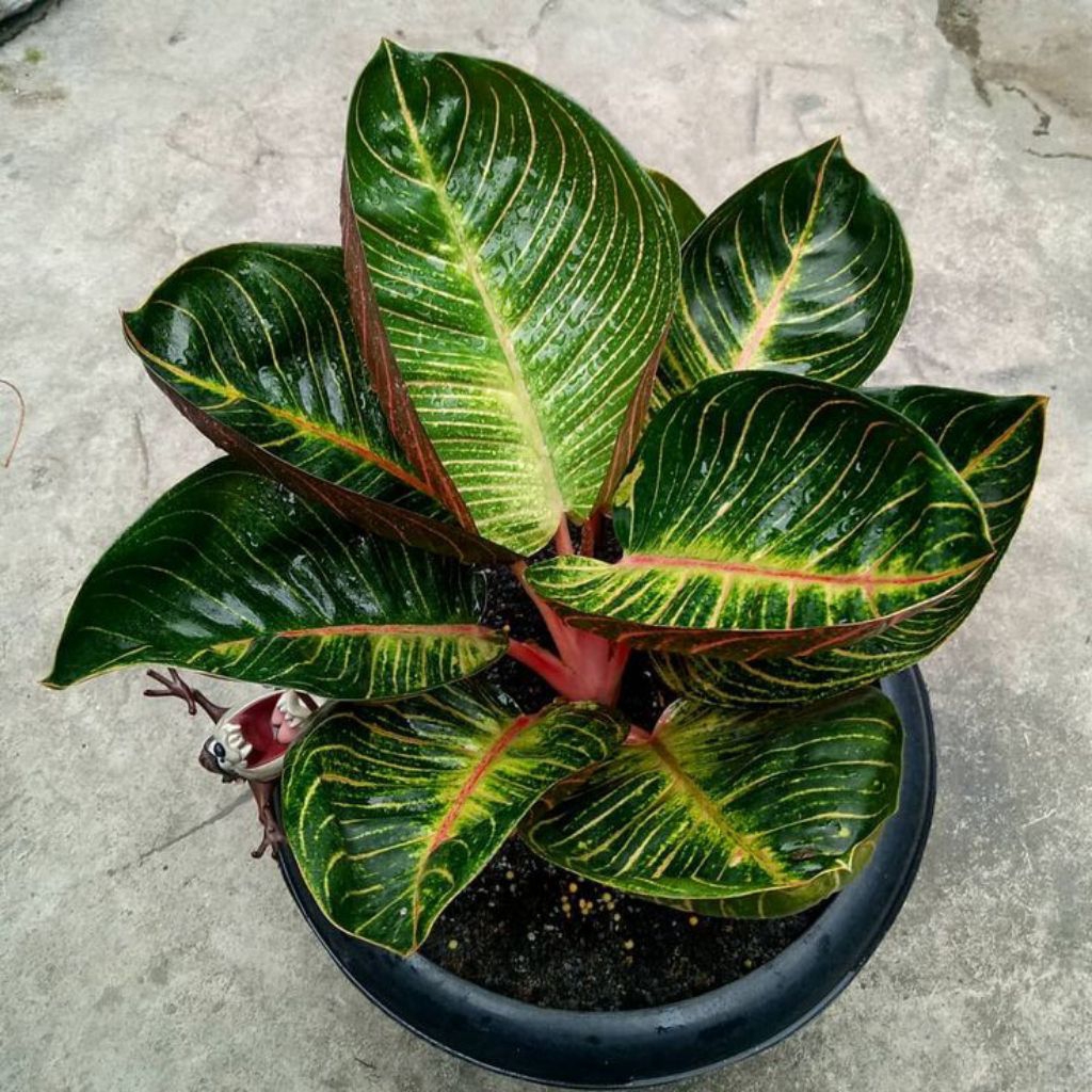 Bibit Tanaman Hias Aglaonema Black Moonlight