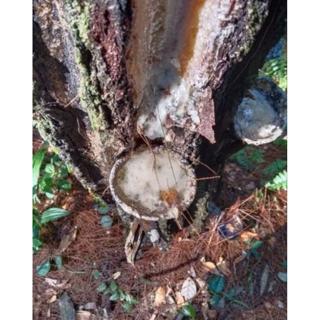 resin getah pinus 500 murni kualitas terbaik