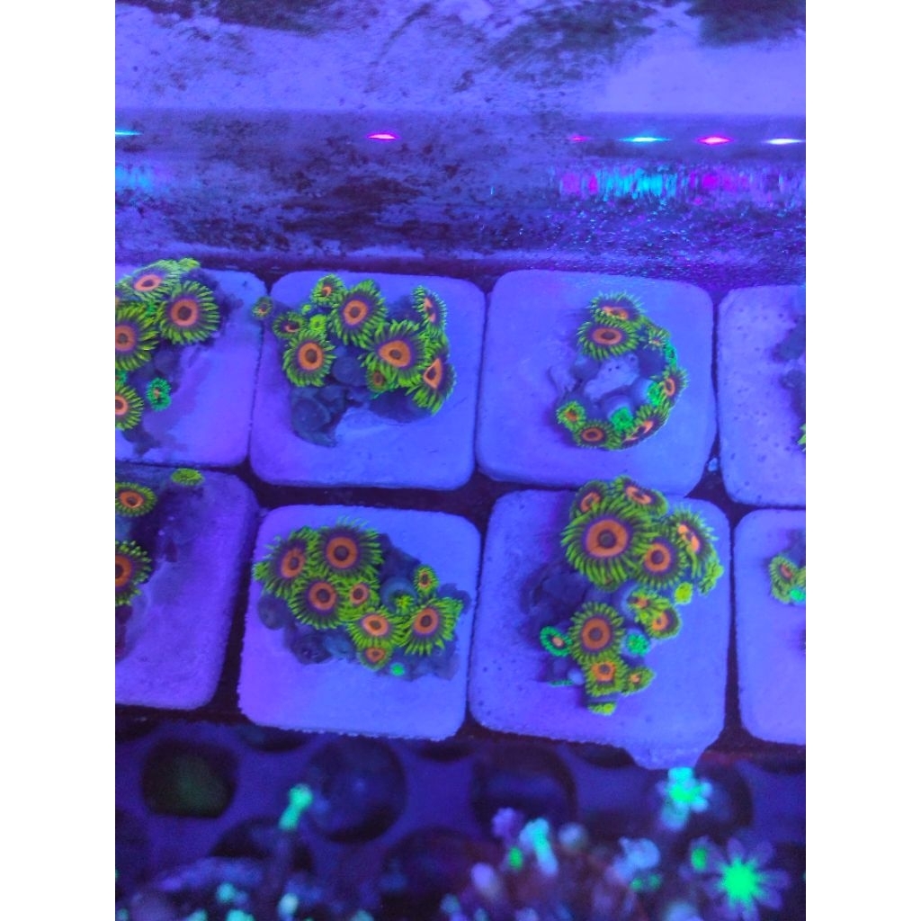 zoa sunflower frag koloni