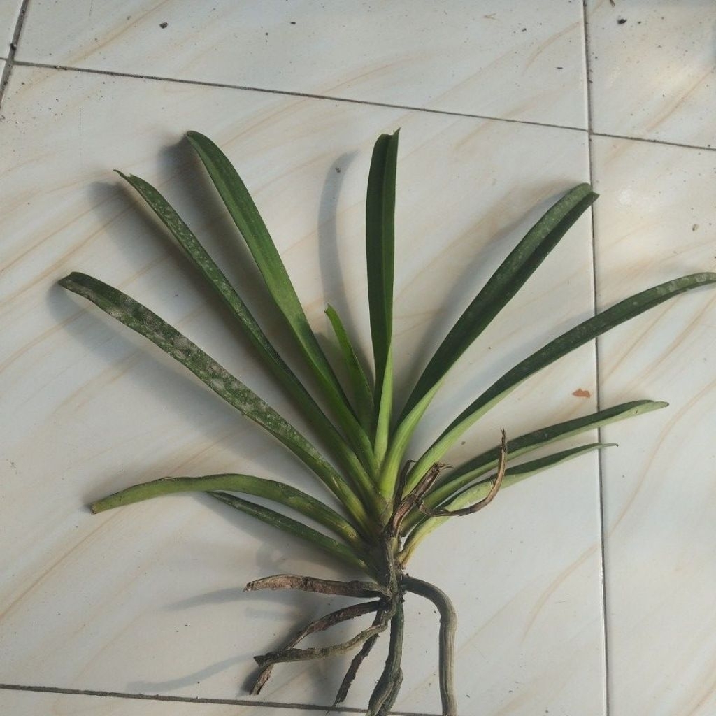 Vanda retusa bunga putih wangi