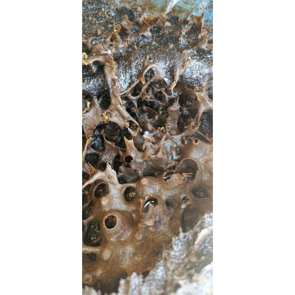 Madu kelulut/klanceng torasika 1 liter