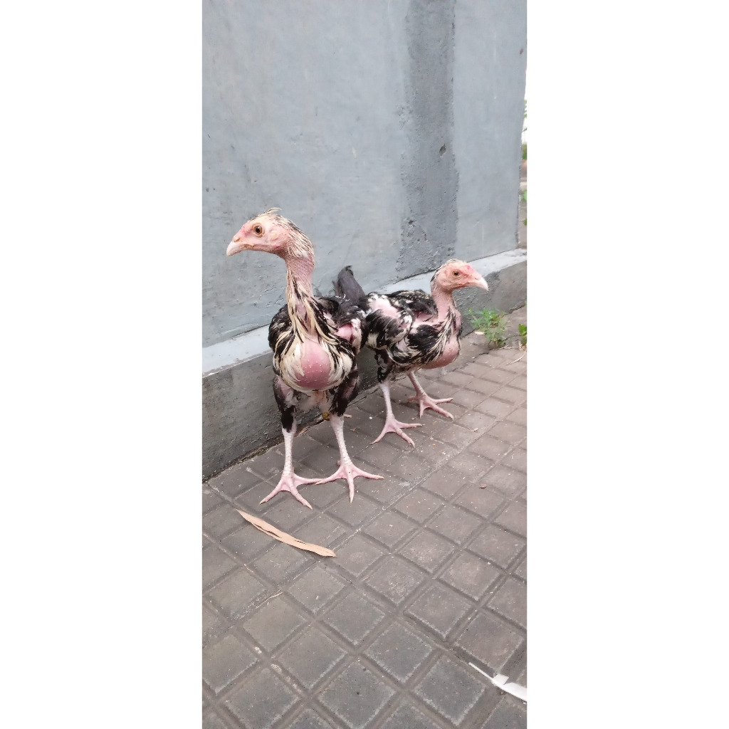 Ayam Silangan Saigon Pamangon