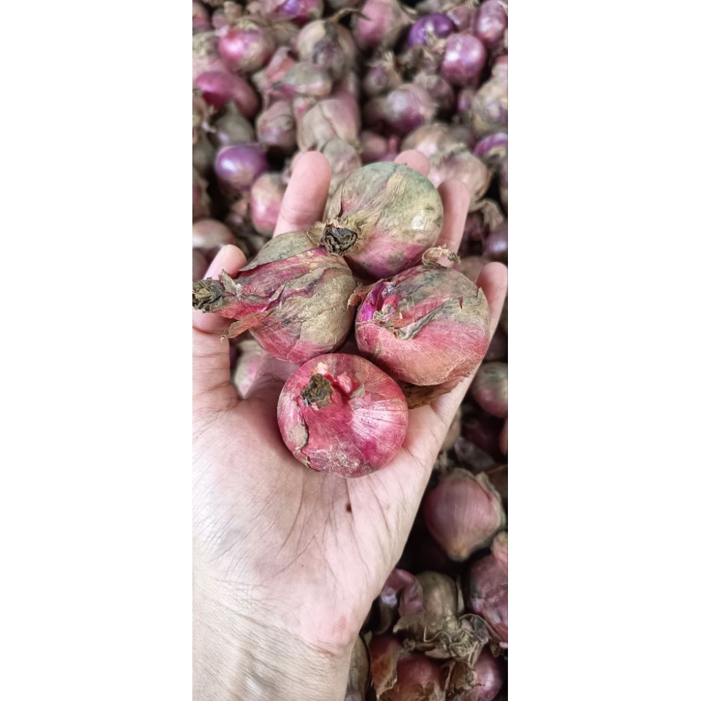 Bawang merah Jumbo lokal