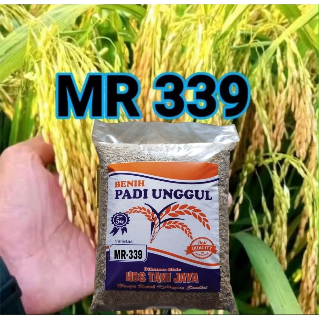 5KG BENIH PADI MR-339 BERSERTIFIKAT LABEL PUTIH