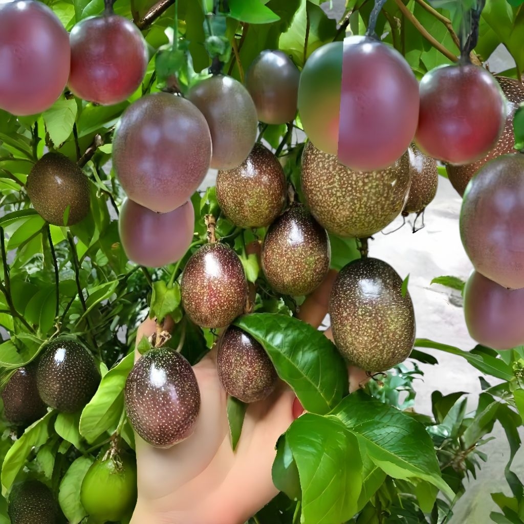 10 Biji Benih Buah Markisa Manis Mudah Ditanam Benih Buah Markisa Manis