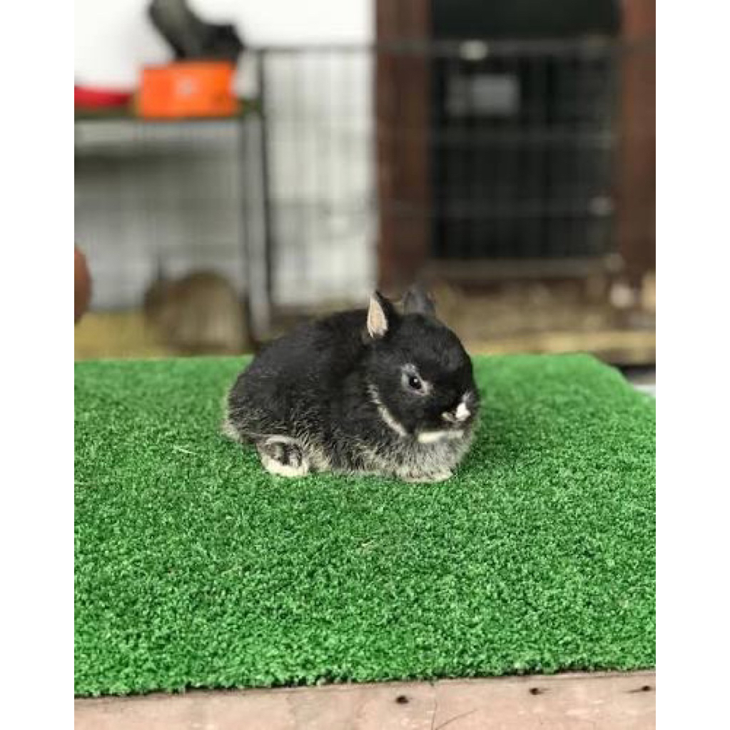 kelinci mini nd super jinak(wajib baca deskripsi)