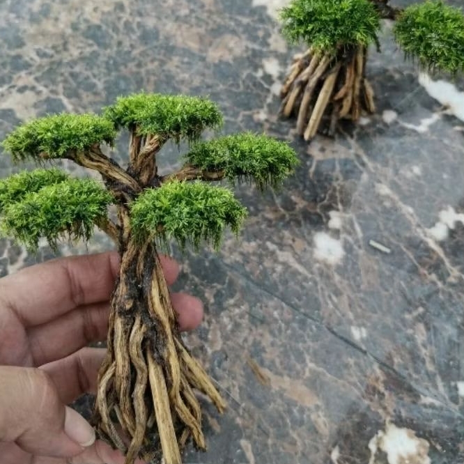 Bahan Bonsai tanaman aquascape